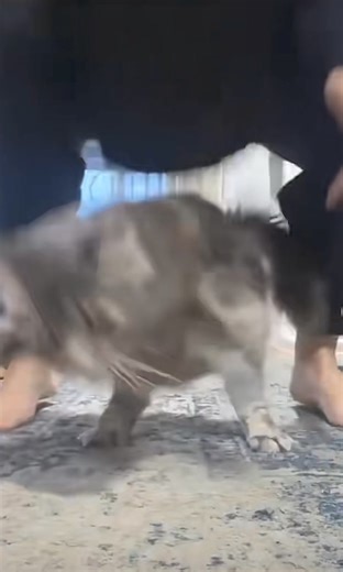 2K views · 83 reactions | Do the sweep dance Lucy!!! | Drunk Phils Fans | Facebook