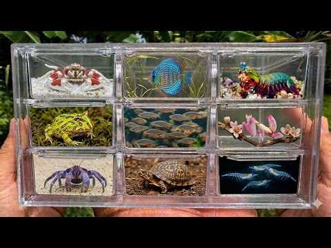 This River Is Full of Crazy Creatures! Bug Catching