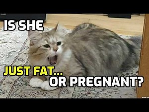 How to Tell If Your Cat Is Pregnant: Clear Signs You Should Know