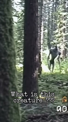 Terrifying Creature Caught on Old Camera in Forest 😳🌲