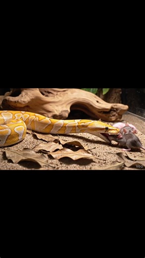 Golden Albino Python Feeding Baby Rats | Natural Wildlife Behavior [Warning: Live Feeding Video] This content shows animals feeding naturally as part of nature. No harm, no encouragement of violence. Educational wildlife content. #PythonFeeding #LiveFeedingVideo #EducationalWildlife #AlbinoPython #SnakeFeeding #NaturalPredator #ReptileLife #WildlifeContent #NatureEducation | Frog Feeding