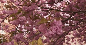 Blooming sakura tree close-up. Cinematic shot of sakura branches gently sway in spring wind. Delicate pink sakura flowers calm, give serenity. Walk under cherry blossom trees and enjoy scent of spring