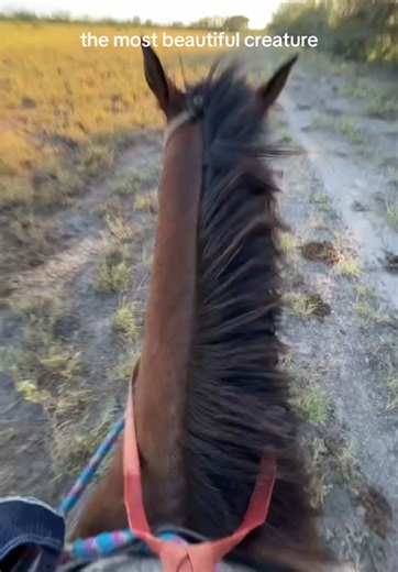 the most beautiful creatures #horses