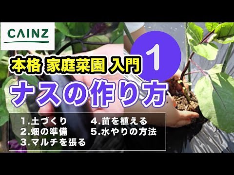 ナスの育て方【初心者向け】vol.1｜なすの栽培方法【道具選び｜畑｜マルチ｜苗植え｜水やり】