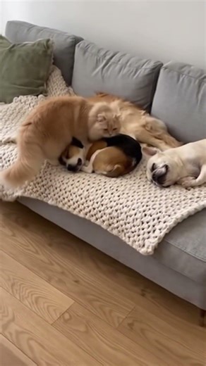 This Cat Found The Softest Bed Ever… 😭🐱🐶