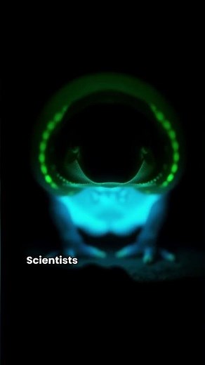 This Platypus Secretly Glows in the Dark! 🦆💡✨ #facts #animals