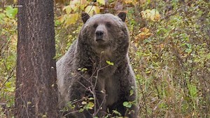 Washington hunter survives grizzly bear attack in Montana