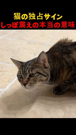 猫の独占サイン, しっぽ震えの本当の意味