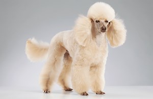 Miniature Poodles: Ultimate Dog Breed Information