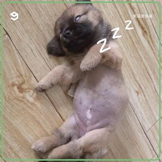 1.5M views · 10K reactions | Lil pup went into energy saving mode | Barked | Facebook