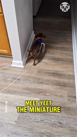 Dog chases toy tied to his tail! | Bored Panda Animals