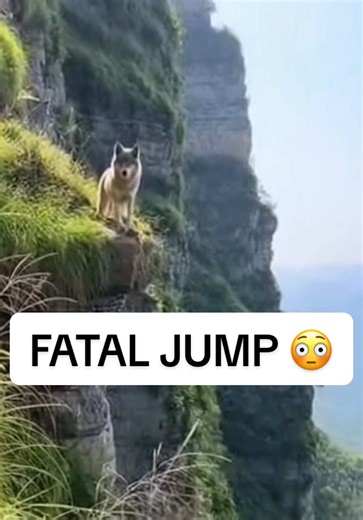 WOLF JUMPS OFF HUGE MOUNTAIN 😳⚠️ #fall #wolf #mountain #wildlife Keywords: Wolf fall, wolf fall, epic, fall, massive, mountain, pov, extreme, documentary, natural, cliff, high altitude , extreme, wildlife