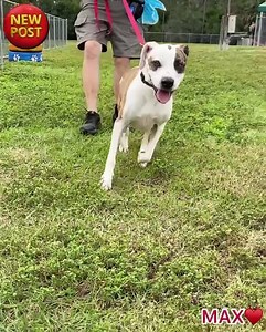 It’s a head scratcher as to why MAX is back at the shelter as an owner surrender. 🤔 This handsome hunk is as sweet and affectionate with staff and volunteers as he was before. Regardless, we’re very happy that MAX is safely with #CollierDAS where he has the opportunity to find a better fit of a home and the happy life he deserves. ♥️ MAX #A260812 • 5 years old • 64 pounds • white & brown brindle • neutered male 🎶 www.purple-planet.com | Collier DAS Dogs -by volunteers