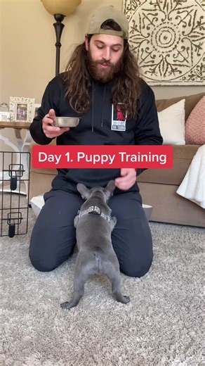 Puppy 101 #PuppyTraining #Frenchie #FrenchBulldog #Bulldog #BulldogMom #DogTraining #Puppy ￼#frenchies #bully #dogfood #dogtreat #french #fup #fyp #4y