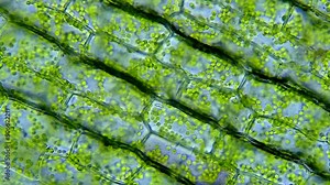 Leaf cells microscope magnification