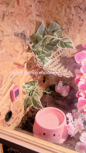 Creating a Beautiful Ball Python Enclosure