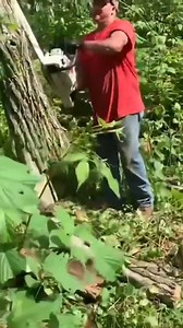 Mike cuts up hung up black locust tree into boiler firewood #firewood #stihl #stihlchainsaw #cuttingwood #firewoodbusiness | Joe's Premium Firewood