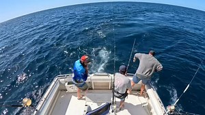 Massive numbers of yellowfin have turned up on the south coast looks like a good yellowfin tuna season is ahead | Head Hunter Charters