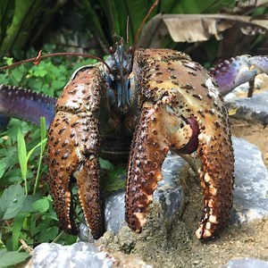 Do coconut crabs pinch people? [2025] | QAQooking.wiki