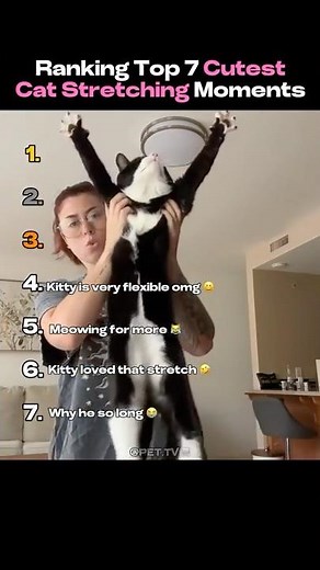 Top 7 Cutest Cat Stretching Moments 🥰🐈