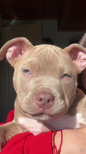 Las razas de perros más adorables:bully y lilac