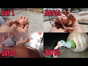 Baby parrot day by day growing stage| baby parrot 1 to 30 days growing stage|