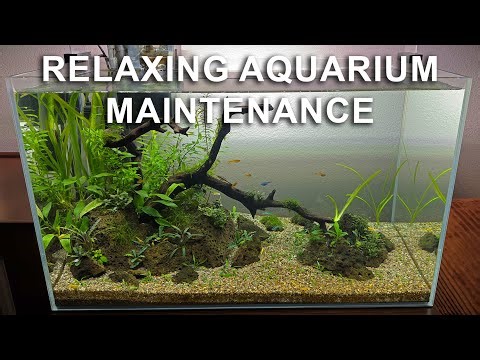Aquarium Maintenance Made Easy - Relaxing