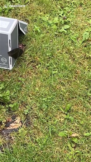 1.5K views · 11 reactions | Mom and son’s comedic bat rescue in Catskills, New York | The Laugh Lab | Facebook