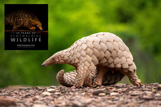 QUIZ: Pangolins