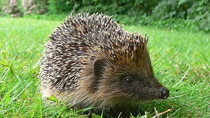 What do hedgehogs eat?