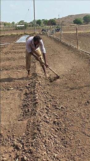 Preparation for peanut cultivation 🥜🌱 #shortsfeed