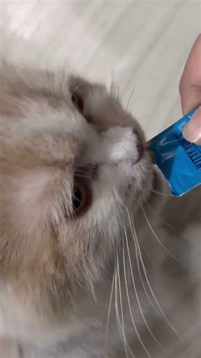 Num num😋 #catshorts #cat #catviral