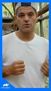 7.4K views · 121 reactions | Frank visita un santuario en Australia para tratar a los koalas afectados por clamidia, una enfermedad que amenaza a la especie. Durante su recorrido, aprende sobre los sacrificios necesarios para proteger a estos animales y asegurar su futuro.  Disfruta el contenido de Discovery en MAX. Suscríbete ahora: <https://bit.ly/MAX-AnimalPlanetLa> | Animal Planet Latinoamérica | Facebook