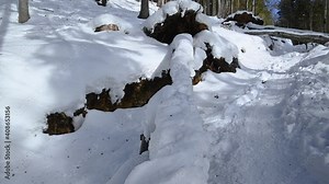 Fallen dead tree over footpath hiking trail in bright forest trees growing on steep slope. Alps mountains in Slovenia. Snow covering woods floor. Tilt up, wide angle