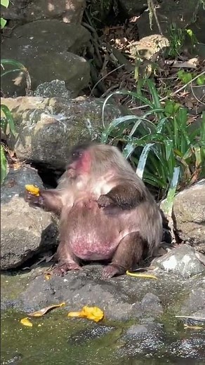 cute fat monkey eating mango