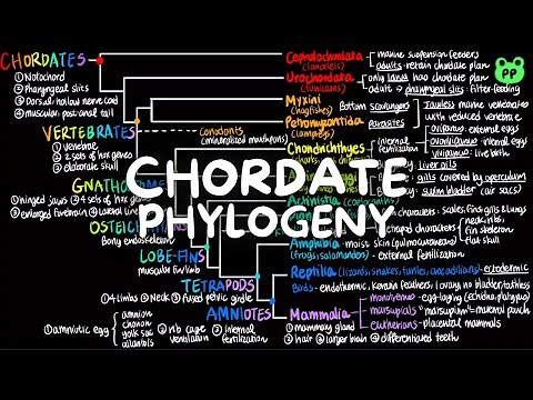 Chordate Phylogeny | Evolution & Phylogeny 08 | Biology | PP Notes | Campbell 8E Ch. 43