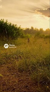 Bobcat Chases Rabbit in Meadow | Realistic Nature Documentary