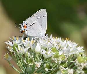 Bloomin’ Onions: Beautiful Flowers of the Onion Family