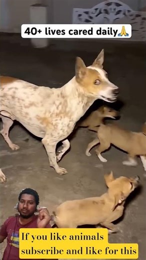 Pets forever || Animal Lover #viral #pets #animals #shorts #youtubeshorts