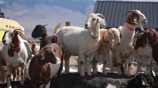 Montana goat market sees surging prices and high demand following a highly successful kidding season