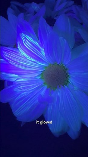 Make glowing flowers with one ingredient