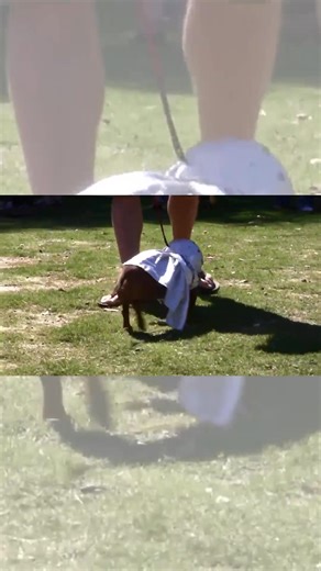 🎃🐾 Day 13 of our HOWL-o-Weenie Countdown! Flashback to the 2009 Costume Contest — pups, costumes, and all the chaos! 🐶👻 � Need some inspiration for your costume this year? Look no further! 📅 Saturday, September 27th 🕚 11 AM – 3 PM📍 Brook Run Park | Dunwoody, GA Shoutout to Brian Young for sharing this throwback video 🤩 #HOWLoWeenie #DachshundRescue #Throwback #CostumeContest #DogsofInstagram #RescueDogs #HalloweenFun #20YearsOfRescue #AtlEvents #Dunwoody | DREAM Dachshund Rescue