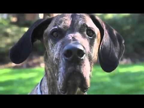 Doritos - Man's Best Friend Super Bowl XLVI Commercial
