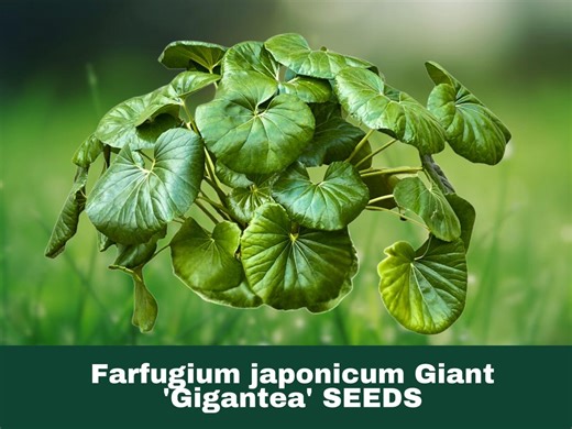 5 Seeds Giant Leopard Plant (farfugium Japonicum ‘gigantea’) - Etsy