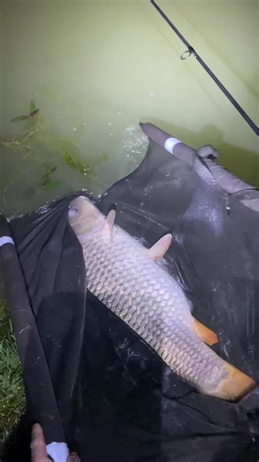 What a release😍🎣 Got to love watching your pb swimming away💥 . . #fyp #carpfishing #carplife #lifeonthebank #carp
