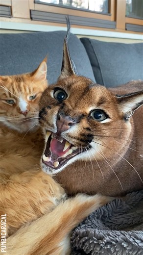 An angry caracal cat’s funny outburst Partner: pumbacaracal | Bored Panda Art