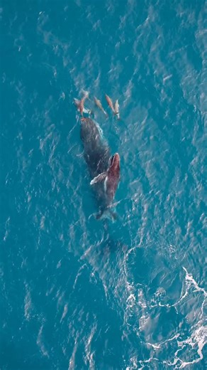 ‼️Interspecies interation with a humpback whale!! Watch this video of a humpback whale and Indo-Pacific bottlenose dolphins, as they come into close proximity. 🐋🐬 The video features tursiops aduncus - which is the Indo-Pacific bottlenose dolphin, internating with a humpback whale and calf in Hervey Bay, captured by our Australia Research team. 🐋This great video was captured by the Australia Research Team! @pacificwhaleoz 📸Research activities conducted under research permits and following ani