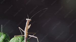 Praying mantis hatching moving side to side and looking around