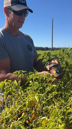 31 reactions | From field to bottle ️ Our datil pepper sauce starts right here in the heart of our datil fields grown, picked, and crafted with care. Minorcan tradition in every drop. | Minorcan Mike's Datil Sauce | Facebook