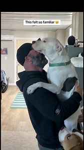 35K views · 3.3K reactions | Pugsley and Buddy are SO different. Other than Buddy looking like an almost exact mini version of Puggy, they couldn’t really remind me less of each other. But when Buddy started asking Sam to pick him up like this… 凉懶 #rescuedogsoffacebook #whywerescue #dogreels #adoptashelterpet #dogsoffacebook #dogdad #dogdadlife #dogmom #cutedogs #pitmix #staffymix #pitbullove | A Tale of 2 Pitties | Facebook